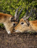 Lechwe Kiss Lechwe Kiss
